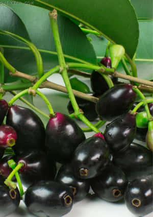 Java Plums Attached To A Leafy Stem Wallpaper