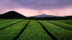 Jeju Island Green Tea Fields Wallpaper