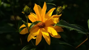 Jerusalem Artichoke Yellow Aesthetic Flower Desktop Wallpaper