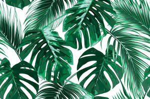 Joana Removable Tropical Palm Leaves 7.92' L X 150 W Peel And Stick Wallpaper Roll Wallpaper