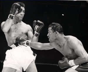 Joey Maxim Takes A Punch Wallpaper