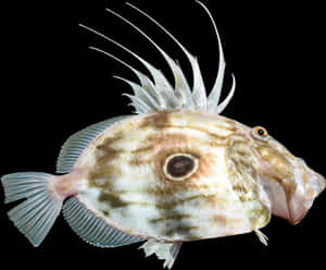 John Dory Fish Isolatedon Black Wallpaper