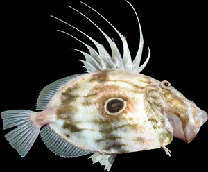 John Dory Fish Isolatedon Black Wallpaper