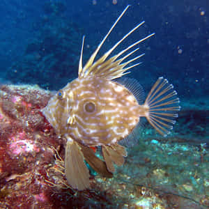 John Dory Fish Swimming Underwater.jpg Wallpaper