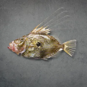 John Dory Fishon Grey Background Wallpaper