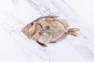 John Dory Fishon Marble Background Wallpaper