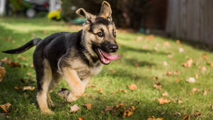 Jolly German Shepherd Puppy Dog Wallpaper