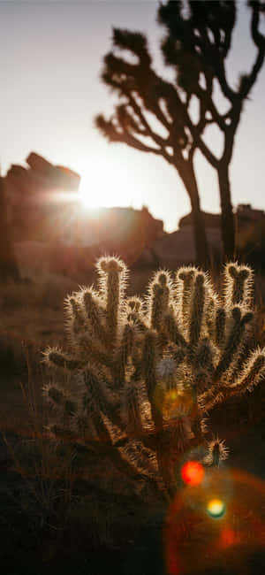 Joshua Tree In The Desert Wallpaper