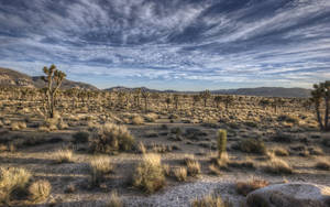 Joshua Tree National Park, California Wallpaper