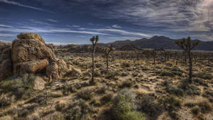 Joshua Tree National Park Dark Skies Tall Trees Wallpaper