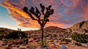 Joshua Tree National Park Single Tree Orange Sky Wallpaper