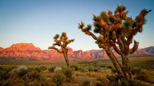 Joshua Tree National Park Three Joshua Trees Wallpaper