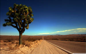 Joshua Tree National Park Tree By Highway Wallpaper