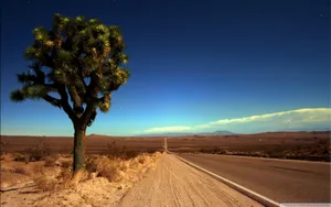 Joshua Tree National Park Tree By Highway Wallpaper