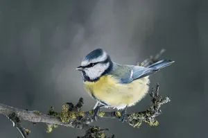 Joyful Children Playing In A Park Wallpaper