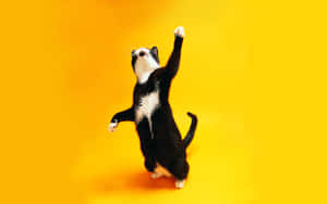 Joyful Dancing Caton Yellow Background.jpg Wallpaper