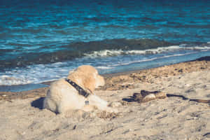 Joyful Dog Enjoying Beach Time Wallpaper