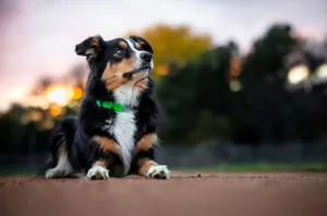 Joyful Dogs At Daycare Wallpaper