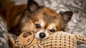 Joyful Dogs Playing In Daycare Wallpaper