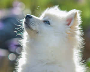 Joyful Fluffy Dogs Playing Outdoors Wallpaper