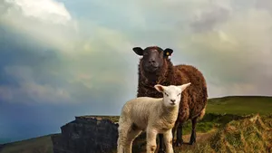 Joyful Mother With Her Child Wallpaper