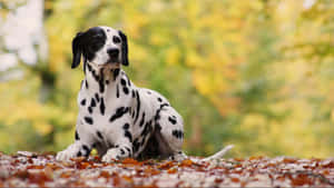 Joyful Pup In The Great Outdoors Wallpaper