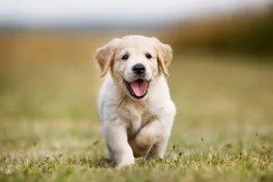 Joyful Puppy Running Through Field Wallpaper