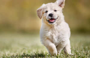 Joyful Puppy Running Through Grass4 K Wallpaper