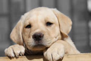 Joyful Yellow Labrador Enjoying A Sunny Day Outdoors Wallpaper