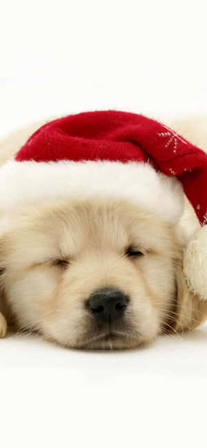 Joyous Christmas Pup Sure To Bring Big Smiles Wallpaper