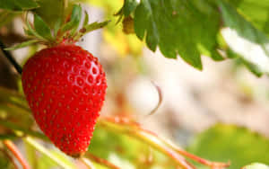 Juicy Red Strawberries On A Wooden Surface Wallpaper