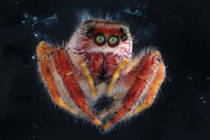 Jumping Spider Close Up Wallpaper
