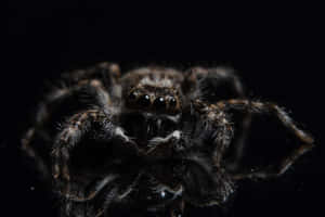 Jumping Spider Reflection Wallpaper