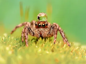 Jumping Spider With Dewdrop Hat.jpg Wallpaper