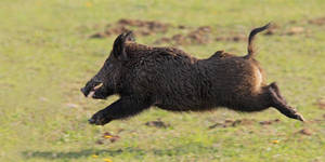 Jumping Wild Boar Wallpaper