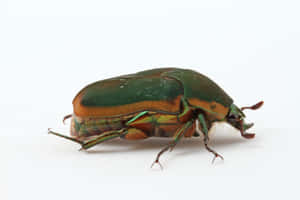 June_ Beetle_ Closeup.jpg Wallpaper