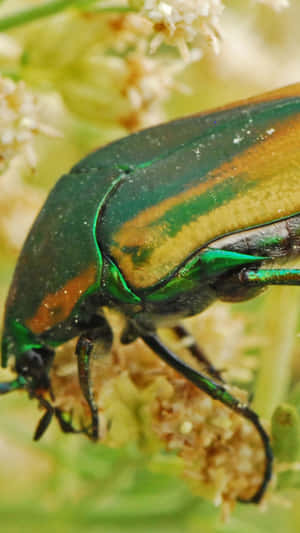 June_ Beetle_ Closeup.jpg Wallpaper