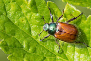 June_ Beetle_on_ Green_ Leaf.jpg Wallpaper