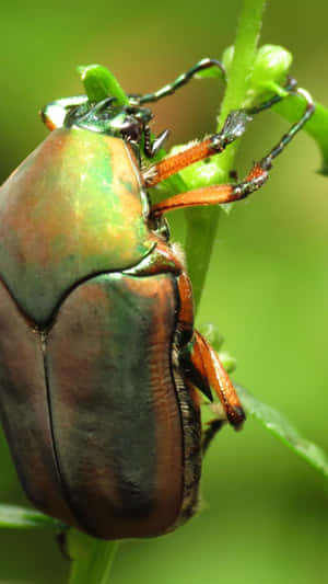 June_ Beetle_on_ Green_ Stem.jpg Wallpaper