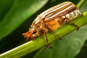 June_ Beetle_on_ Green_ Stem.jpg Wallpaper