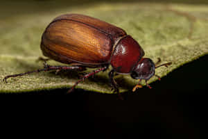 June_ Beetle_on_ Leaf_ Closeup Wallpaper