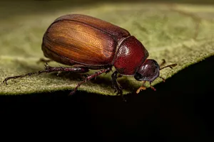 June_ Beetle_on_ Leaf_ Closeup Wallpaper