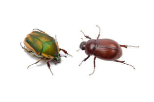 June Beetleand June Bug Comparison Wallpaper