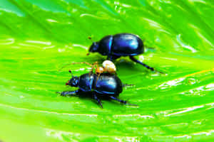 June_ Beetles_ On_ Leaf.jpg Wallpaper