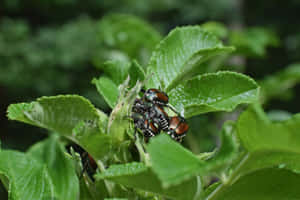 June_ Beetles_on_ Leaves.jpg Wallpaper