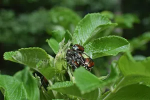 June_ Beetles_on_ Leaves.jpg Wallpaper