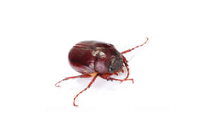 June_ Bug_ Closeup_ White_ Background.jpg Wallpaper