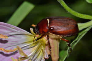 June_ Bug_on_ Flower_ Closeup.jpg Wallpaper