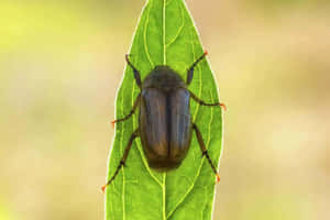 June_ Bug_on_ Leaf_ Closeup Wallpaper