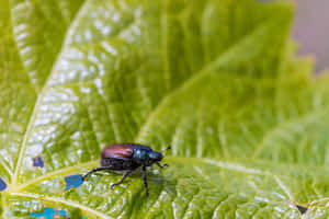 June Bugon Green Leaf Wallpaper